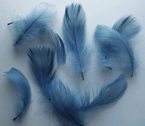 Bulk Country Blue Goose Coquille Feathers - 1/4 lb Pkg