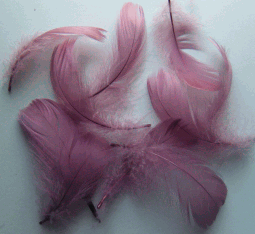 Dusty Rose Goose Coquille Feathers