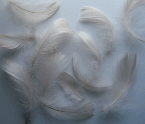 Bulk Eggshell Coquille Goose Feathers - 1/4 lb Pkg