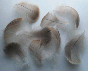 Natural Grey Goose Coquille Feathers - Mini Pkg