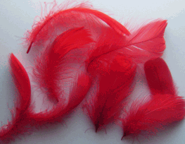 Bulk Red Goose Coquille Feathers - 1/4 lb Pkg