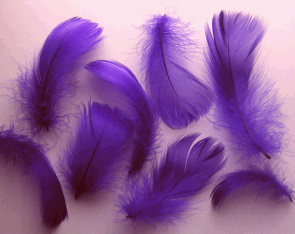 Bulk Regal Goose Coquille Feathers - lb
