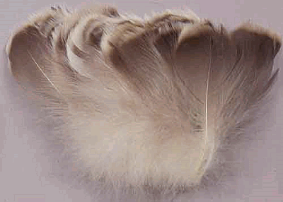 Natural Goose Coquille Feathers - 1/4 lb Strung