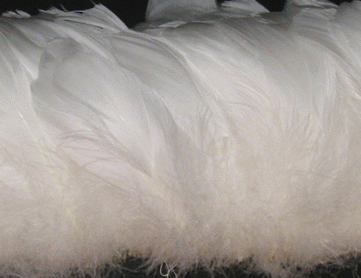 Strung White Goose Nagoire Feathers - 1/4 lb