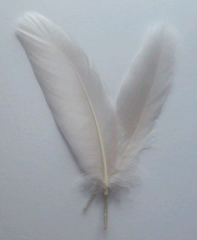 Bulk Eggshell Goose Satinette Feathers - 1/4 lb