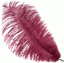 Burgundy Large Ostrich Feather Drabs - Dozen