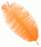 Orange XL Ostrich Drab Feathers - Bulk lb