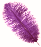 Purple XL Ostrich Drab Feathers - 1/4 lb