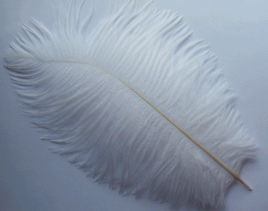 White Large Ostrich Drab Feathers - 1/4 lb