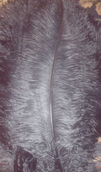 Black Large Ostrich Femina Feathers - 1/4 lb