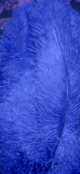 Blue Large Ostrich Femina Feathers - Bulk lb