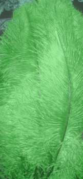 Green Large Ostrich Femina Feathers - Bulk lb