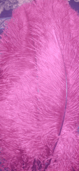 Purple Ostrich Femina Feathers - 1/4 lb