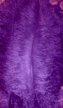 Regal Ostrich Femina Feathers - 1/4 lb