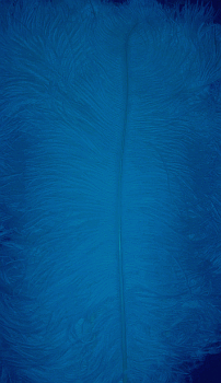 Turquoise 20-25in 20-25in Ostrich Feather Femina - 1/2 Dozen