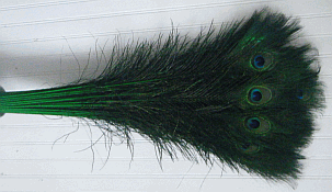 Bulk Peacock Feathers - Colorful Stems - Green 30-35 25pc