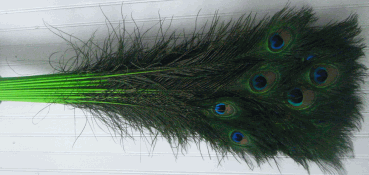 Lime Peacock Eye Feathers - 30-35 Inch Dyed Stems 25pc
