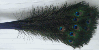Purple Peacock Eye Feathers - 30-35 Inch Dyed Stems 25pc