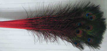 Bulk Peacock Feathers - Colorful Stems - Red 8-15 25pc