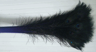 Bulk Regal Peacock Eye Feathers - 30-35 Inch Dyed Stems 100pc