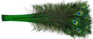 Green Peacock Feathers