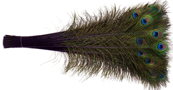 Purple Peacock Feathers