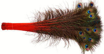 Red Peacock Feathers
