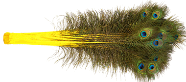 Bulk Yellow Peacock Eye Feathers - 30-35 Inch Dyed Stems 100pc