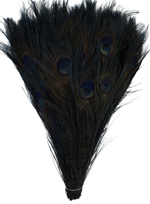 Peacock Feathers - Bleached & Dyed - Black 8-15 25pc