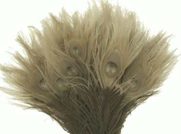 Bulk Peacock Feathers - Tips Bleached - Full Eyes 8-15 100pc