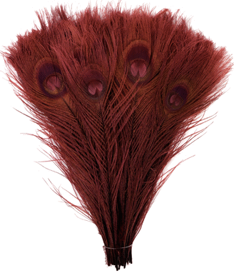 Bulk Burgundy Peacock Feathers - 8-15 Inch Bleached & Dyed 100pc