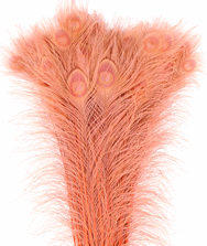 Bulk Coral Peacock Feathers - 8-15 Inch Bleached & Dyed 100pc