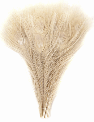 Eggshell Peacock Eye Feathers - 8-15 Inch Bleached & Dyed 25pc