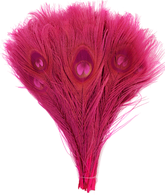 Fuchsia Peacock Eye Feathers - 8-15 Inch Bleached & Dyed 25pc