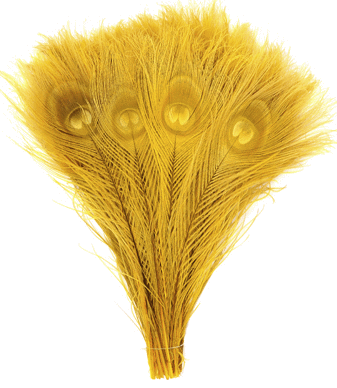 Gold Peacock Eye Feathers - 8-15 Inch Bleached & Dyed 25pc
