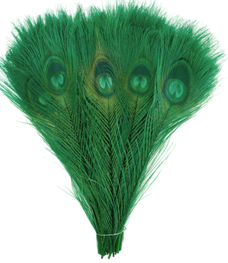 Bulk Green Peacock Feathers - 8-15 Inch Bleached & Dyed 100pc