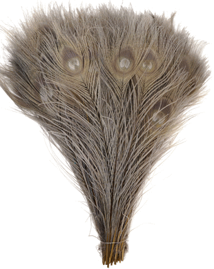 Bulk Grey Peacock Feathers - 8-15 Inch Bleached & Dyed 100pc