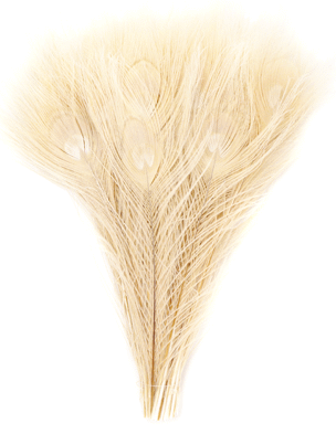 Ivory Peacock Eye Feathers - 8-15 Inch Bleached & Dyed 25pc