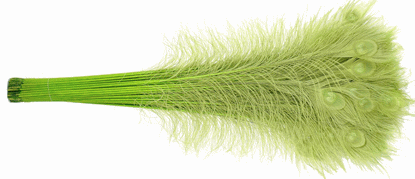 Lime Dyed Peacock Feathers in Bulk