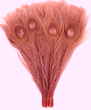 Bulk Dusty Rose Peacock Feathers - 8-15 Inch Bleached & Dyed 100pc