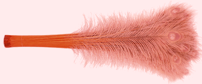 Dusty Rose Peacock Eye Feathers - 30-35 Inch Bleached & Dyed 25pc