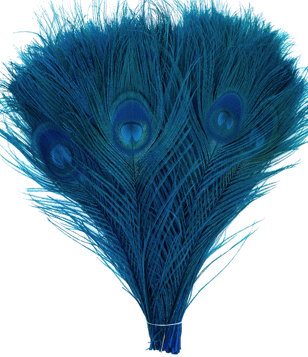 Turquoise Peacock Eye Feathers - 8-15 Inch Bleached & Dyed 25pc