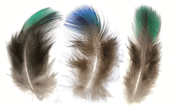 Greenish Peacock Plumage Feathers - Mini Pkg