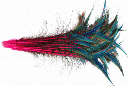 Bulk Fuschia Peacock Sword Feathers - 30-35 Inch Dyed Stems 100pc