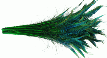 Green Peacock Sword Feathers - 20-25 Inch Dyed Stems 25pc