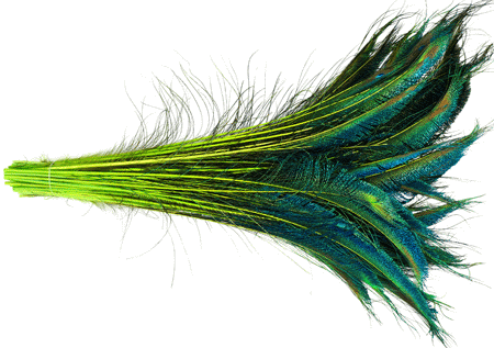 Bulk Lime Peacock Sword Feathers - 20-25 Inch Dyed Stems - 100pc