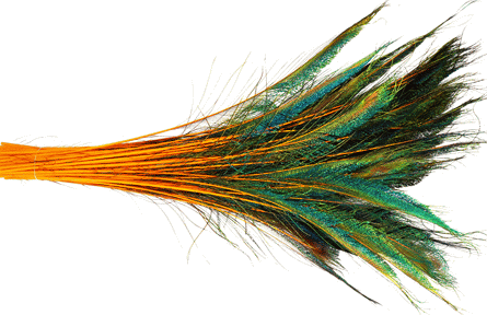 Peacock Sword Feathers - Stems Dyed Orange - 20-25 25pc