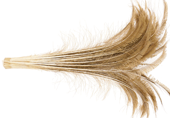 Bulk Golden Iridescent Peacock Sword Feathers - 30-35 Inch Bleached & Dyed 100pc