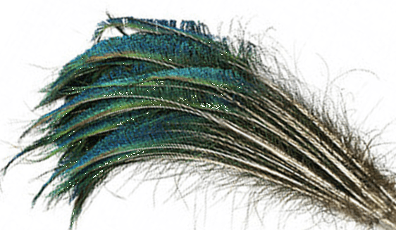 Peacock Sword Feathers - 12-20 Natural - Left Side 25pc