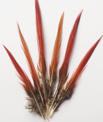 Golden Pheasant Feathers - Red Tips - 3-5